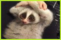 These 9 Adorable Animals Should Actually Terrify You
